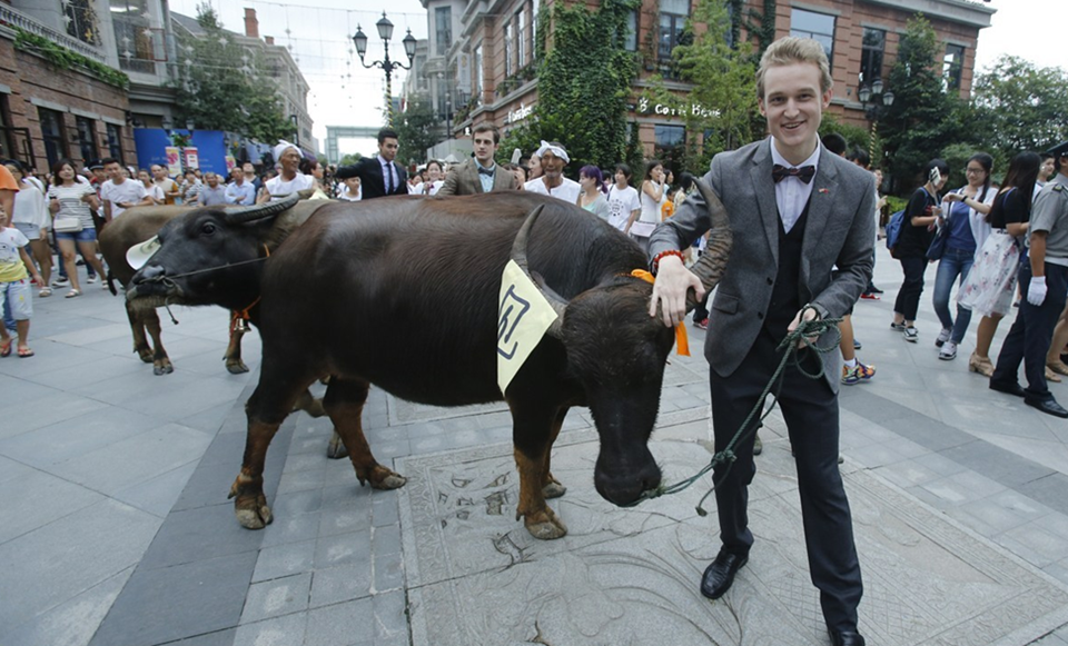 外国男子が繁華街で牛を引いて七夕を祝う