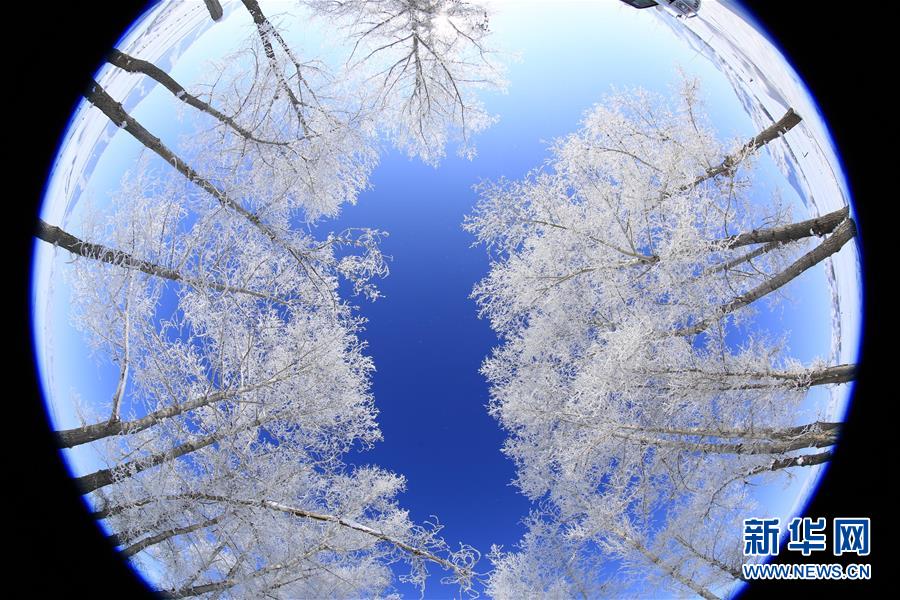 新疆富蘊県の樹氷景色