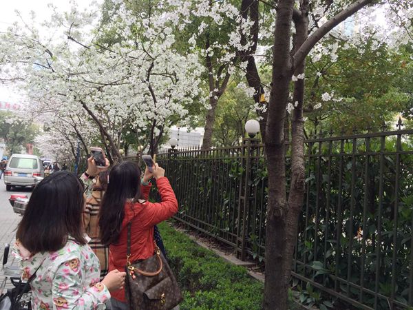 上海青海路で桜が満開 