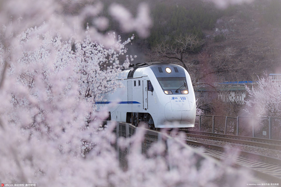 春行きの列車·中国新幹線が長城の居庸関の花海を通り抜け