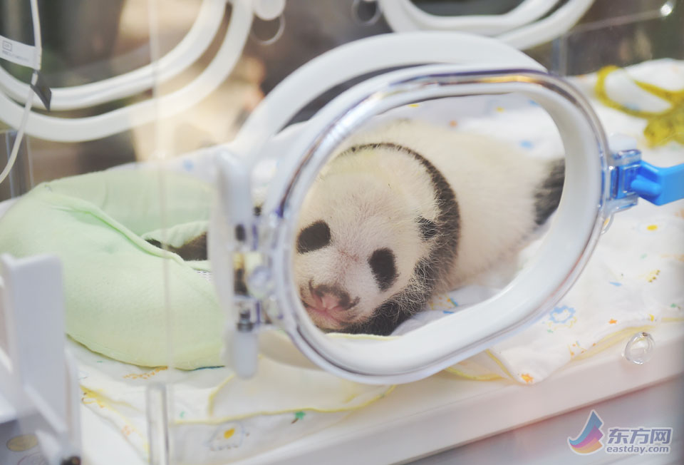 上海で生まれた赤ちゃんパンダが「満月」に