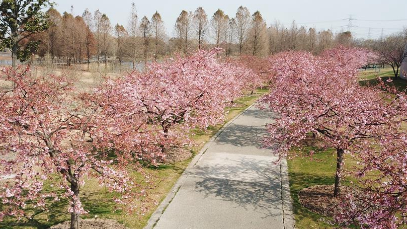 春の訪れ　上海松江辰山植物園の河津桜が見ごろに