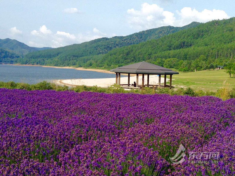 ラベンダーが盛開する北海道の金山湖