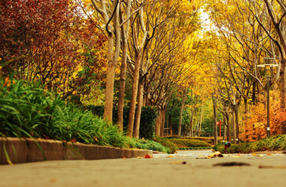 上海の美しい秋風景