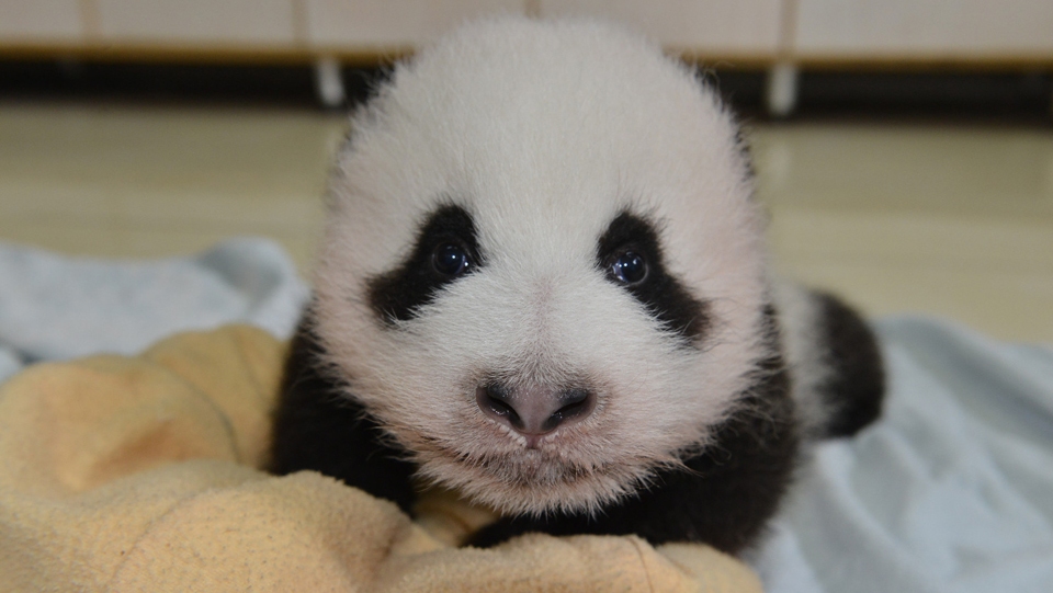 激萌えの赤ちゃんパンダ１３頭が中国·成都で披露