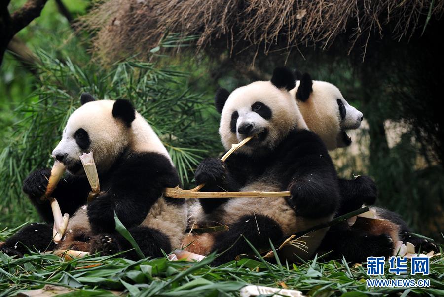 世界で唯一で生きているパンダ三つ子が離乳