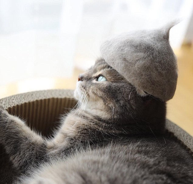 自分の抜け毛で作られた帽子をかぶってるかわいい猫