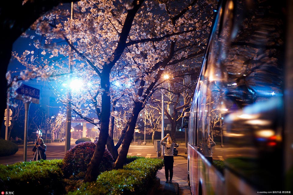 上海で最も美しいバス停で桜が開花