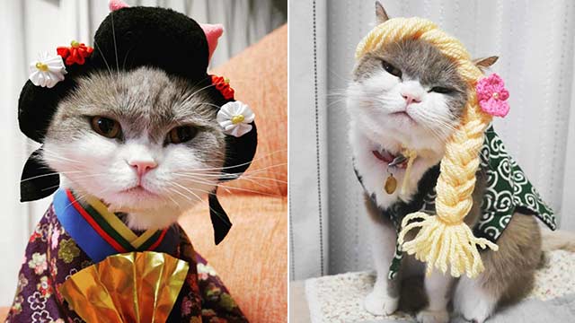 日本の猫が各種の帽子にかぶられ、ファッションの教主に