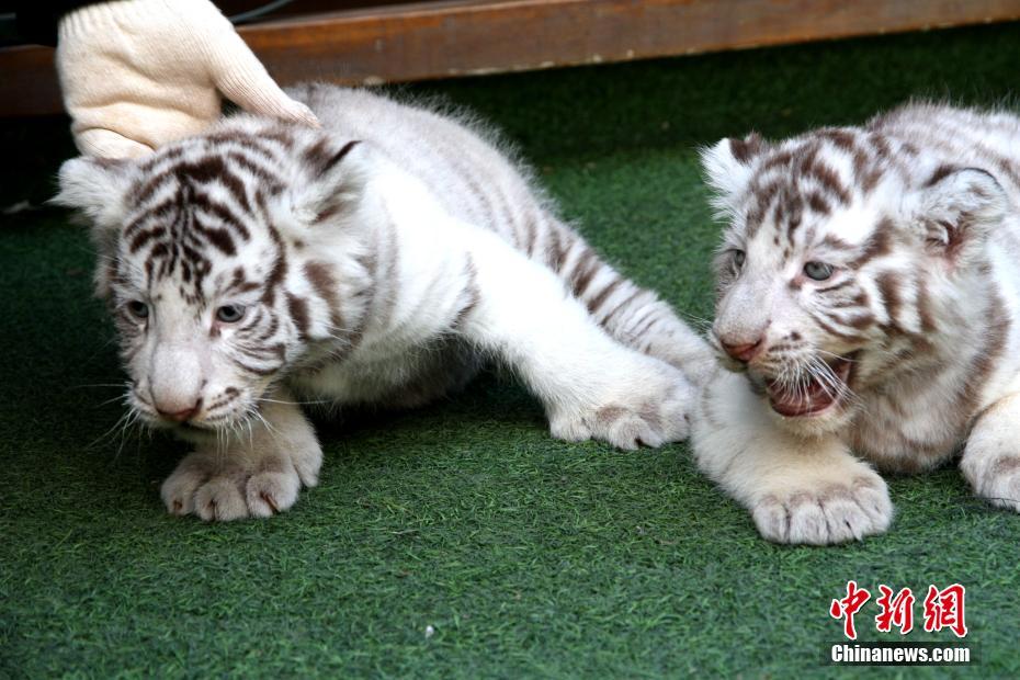 白虎の赤ちゃんが東北虎林園で初登場