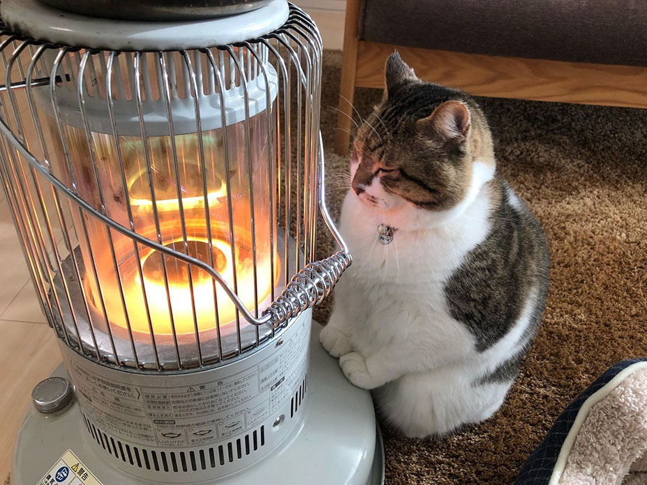 ストーブで暖をとる猫：冬の風物詩