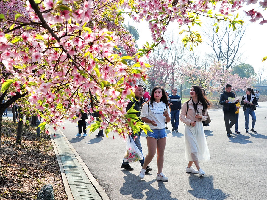 先週末、顧村公園に２６万人が花見に