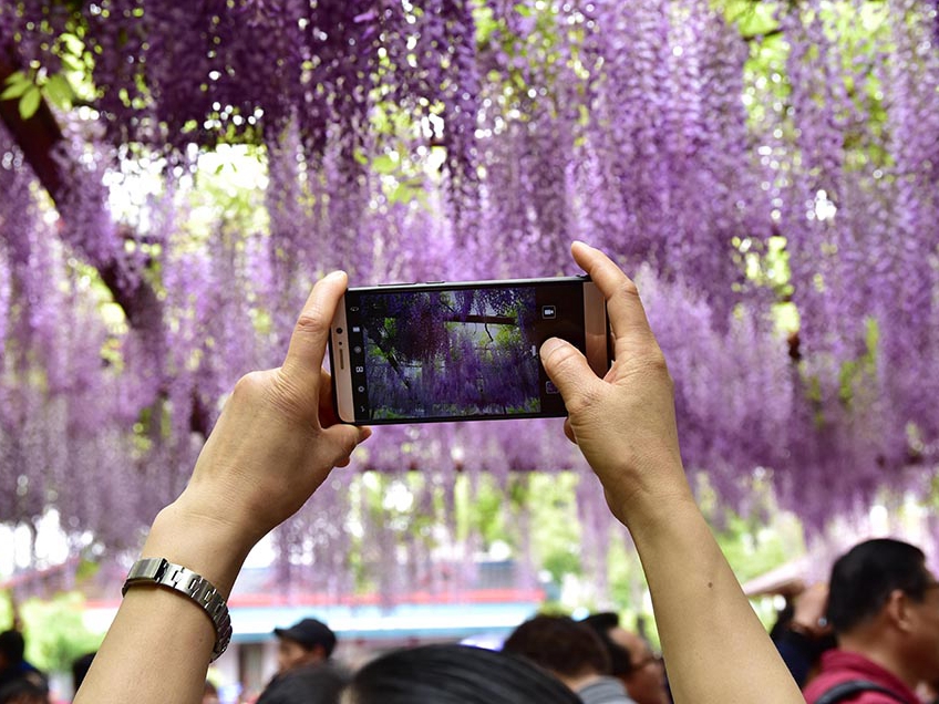 嘉定紫藤園で藤の花が見頃　創始者は日本人