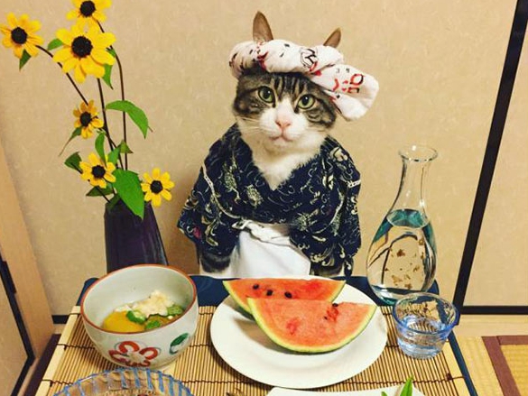 日本のスター猫マロくん、コスプレの姿が可愛すぎ！
