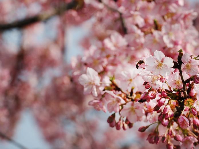春の訪れ　上海松江辰山植物園の河津桜が見ごろに